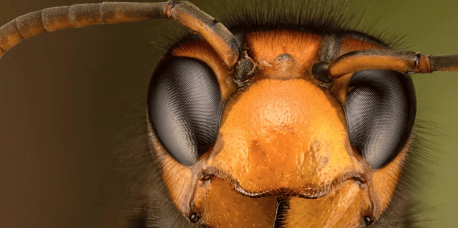 Primer plano extremo de la cabeza de una avispa con ojos compuestos oscuros y cuerpo naranja, captado en macrofotografía.
