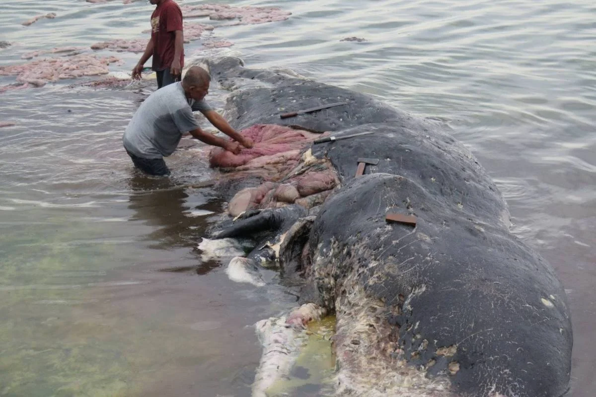 Dos personas examinan el cadáver descompuesto de una ballena varada en aguas poco profundas de la costa.