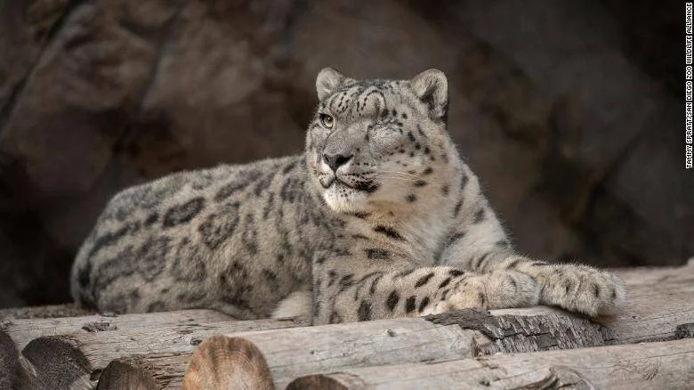 Leopardo de las nieves recostado sobre troncos frente a una pared rocosa, mirando hacia un costado.