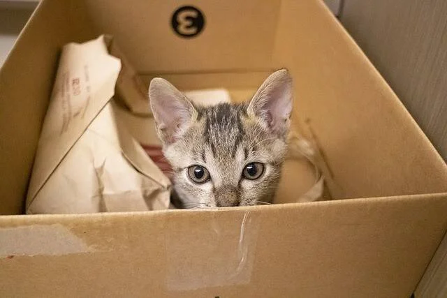 Cachorro de gato atigrado gris asoma la cabeza desde el interior de una caja de cartón con papeles.