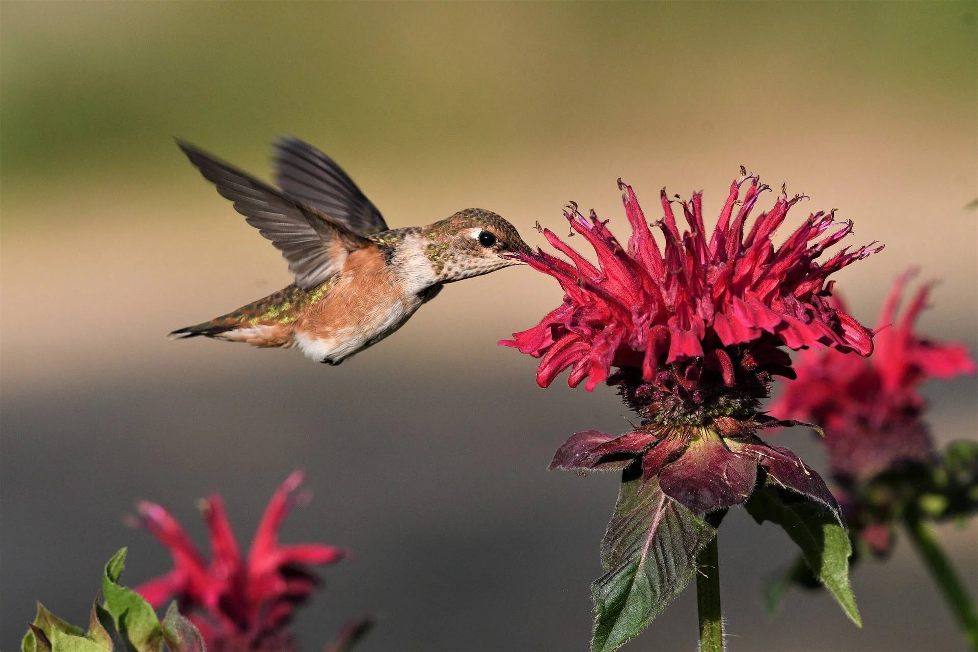 Un colibrí en vuelo introduce su pico en una flor roja de bálsamo de abeja para libar néctar.