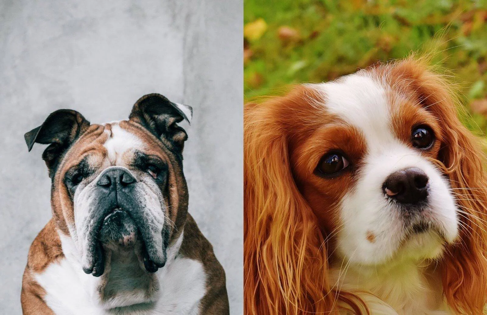 Retrato comparativo de un Bulldog inglés marrón y blanco junto a un Cavalier King Charles Spaniel rojizo y blanco.