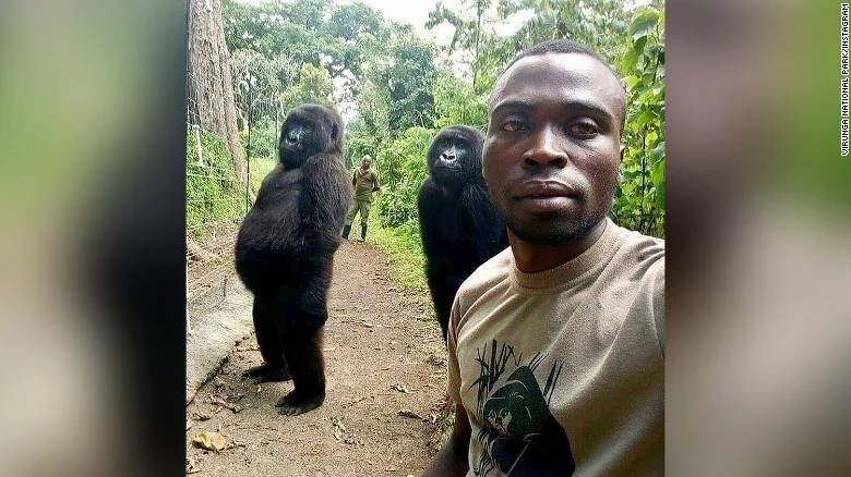 Guardabosques del Parque Nacional Virunga se toma una selfie junto a dos gorilas que posan erguidos en un sendero selvático.