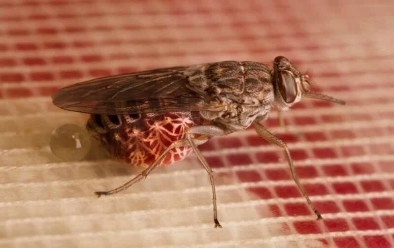 Mosca tsetsé vista de perfil posada sobre una superficie de malla roja, con el abdomen distendido tras alimentarse de sangre.