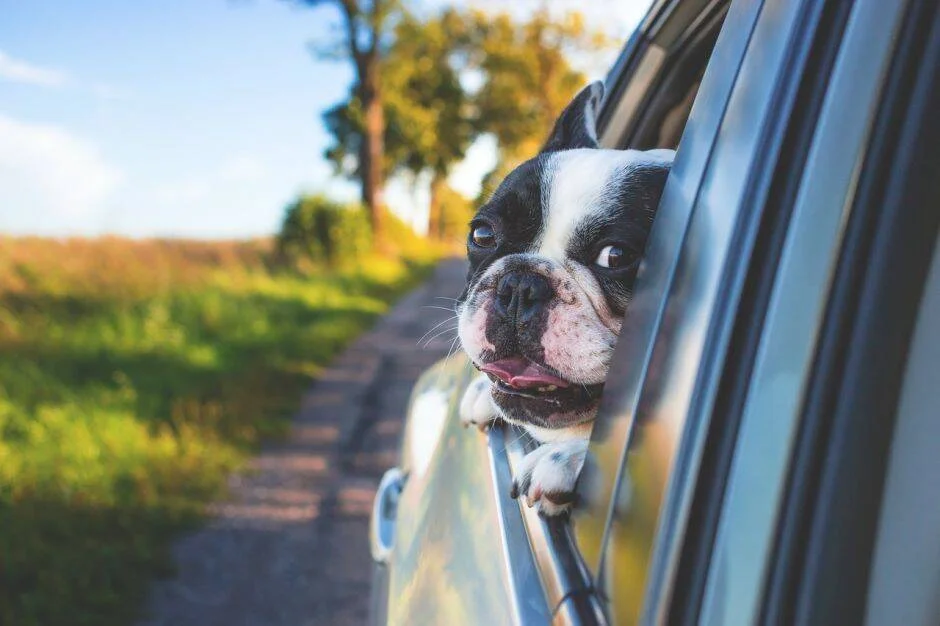 Un Boston Terrier blanco y negro saca la cabeza por la ventanilla de un auto en movimiento por un camino rural.