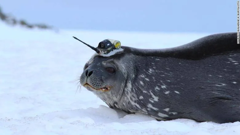 Foca descansando sobre nieve con un dispositivo de telemetría científica adherido en la cabeza.