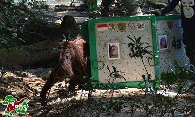 Un orangután camina junto a una caja de transporte verde con pegatinas en un entorno selvático.