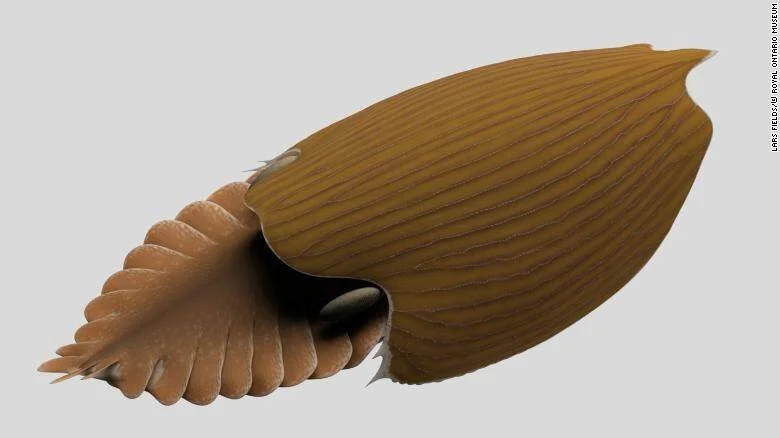 Reconstrucción artística de un invertebrado marino prehistórico con concha ovalada estriada y apéndices segmentados, del Royal Ontario Museum.