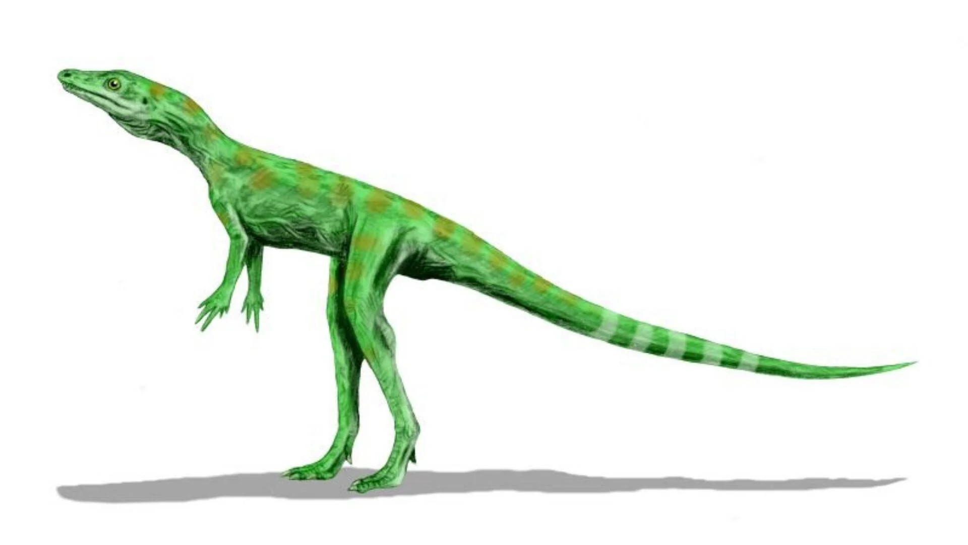 Reconstrucción artística de un pequeño reptil bípedo prehistórico de coloración verde con manchas pardas y cola larga a rayas.