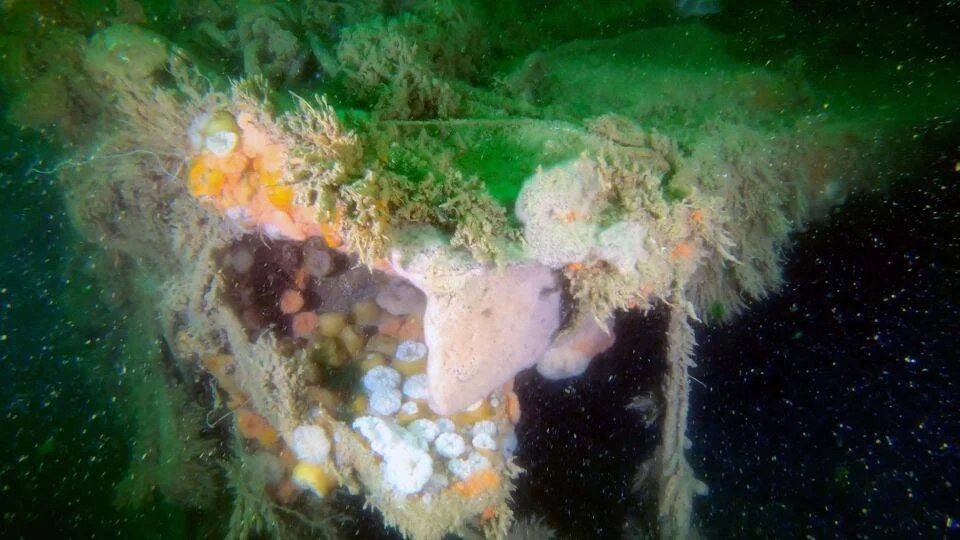 Estructura artificial en el fondo marino colonizada por esponjas, corales, algas y otros organismos bentónicos de colores.