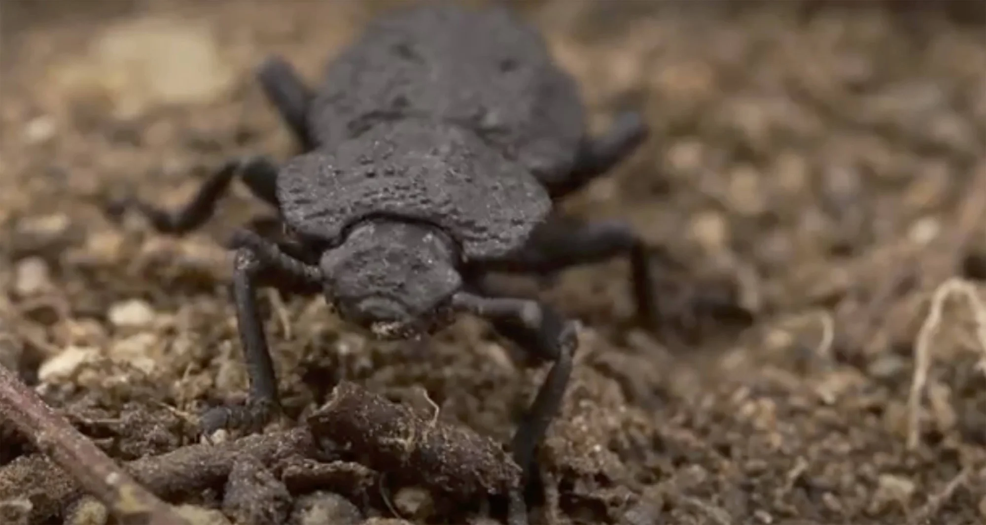 Escarabajo de caparazón negro y textura rugosa caminando sobre tierra y piedras pequeñas.