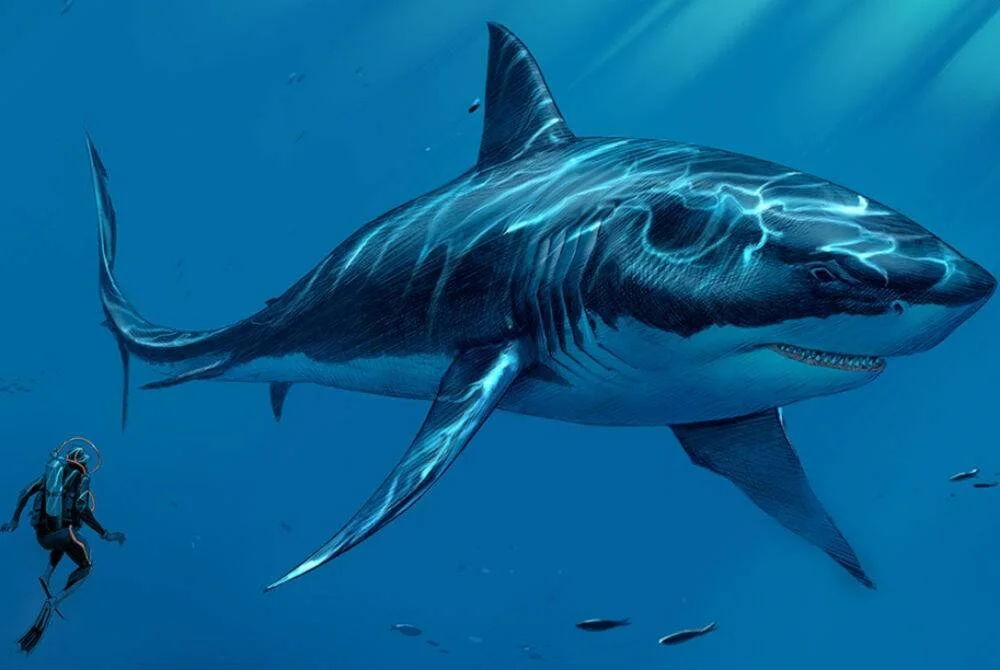 Recreación artística de un megalodon de tamaño colosal nadando junto a un buzo, mostrando la enorme diferencia de tamaño entre ambos.