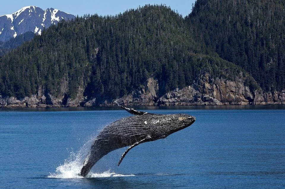 Una ballena jorobada salta completamente fuera del agua ante un fondo de acantilados boscosos y montañas nevadas.
