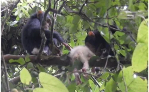 Dos chimpancés sobre una rama entre follaje sostienen un animal pequeño de pelaje claro, posiblemente una cría capturada.