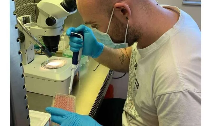 Científico con guantes y mascarilla usa una micropipeta sobre una placa de cultivo celular junto a un microscopio estereoscópico.