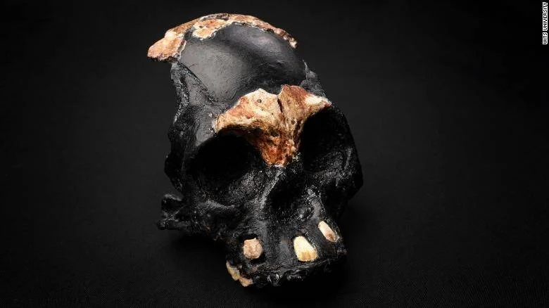 Cráneo fósil de homínido antiguo con fragmentos óseos originales visibles, fotografiado sobre fondo negro.