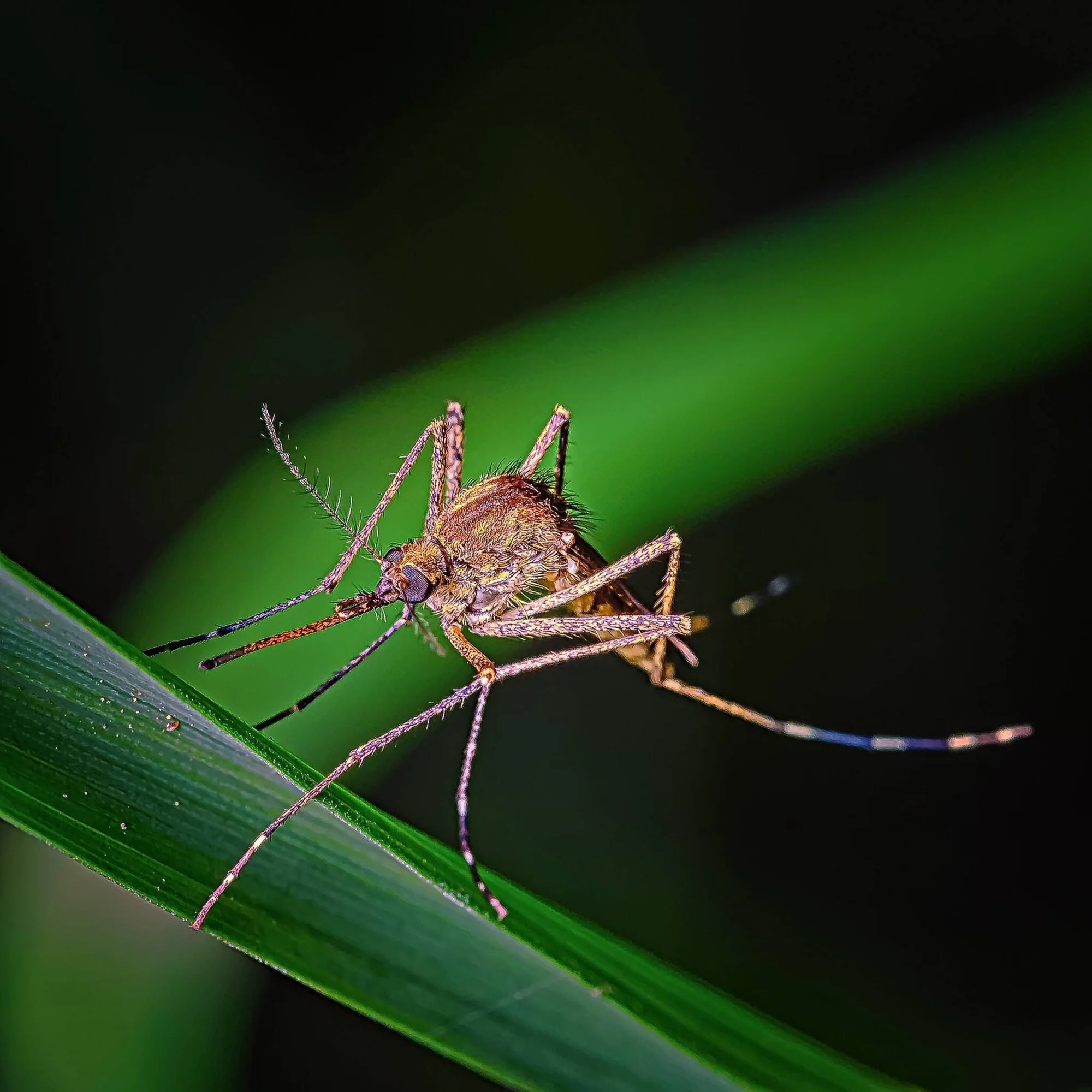 Mosquito posado sobre una hoja verde, captado en primer plano con detalles de su cuerpo, patas y trompa.