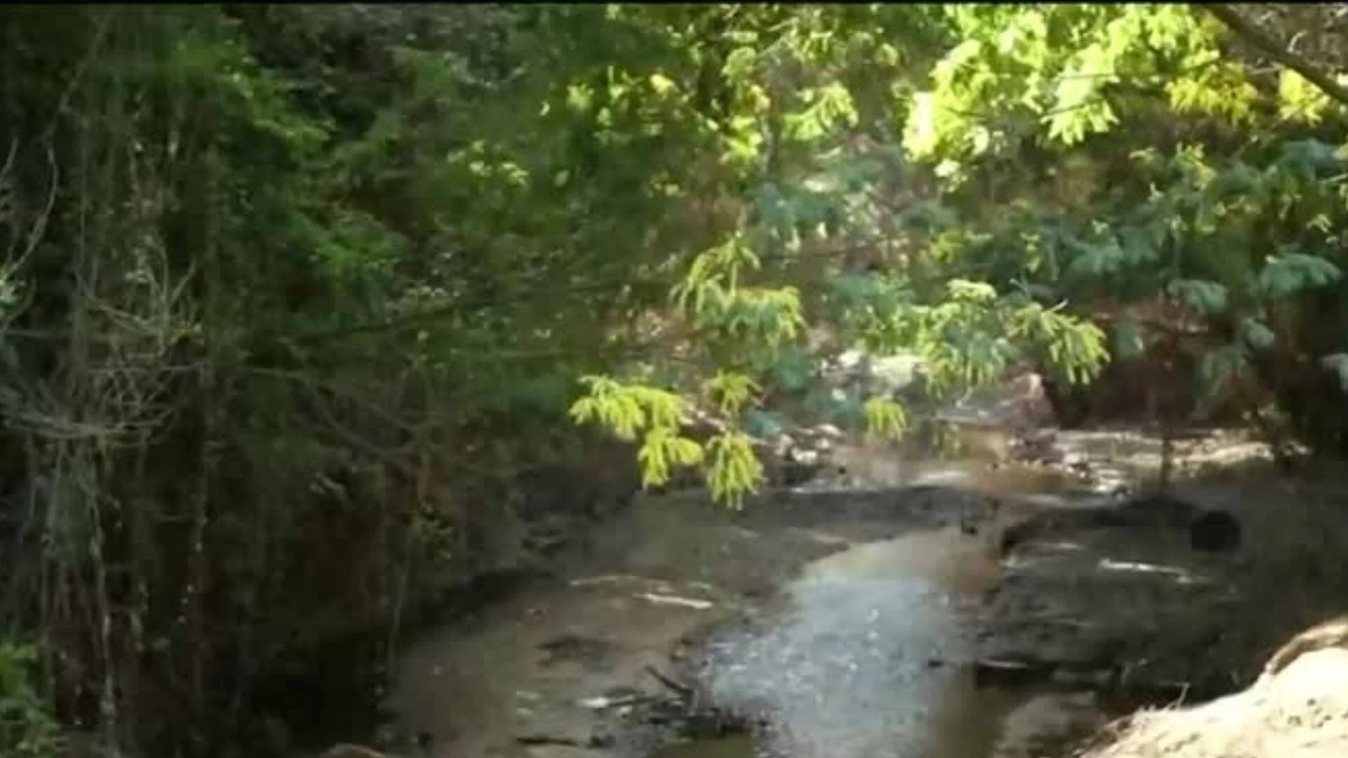 Pequeño arroyo de aguas bajas y turbias rodeado de árboles y vegetación frondosa.