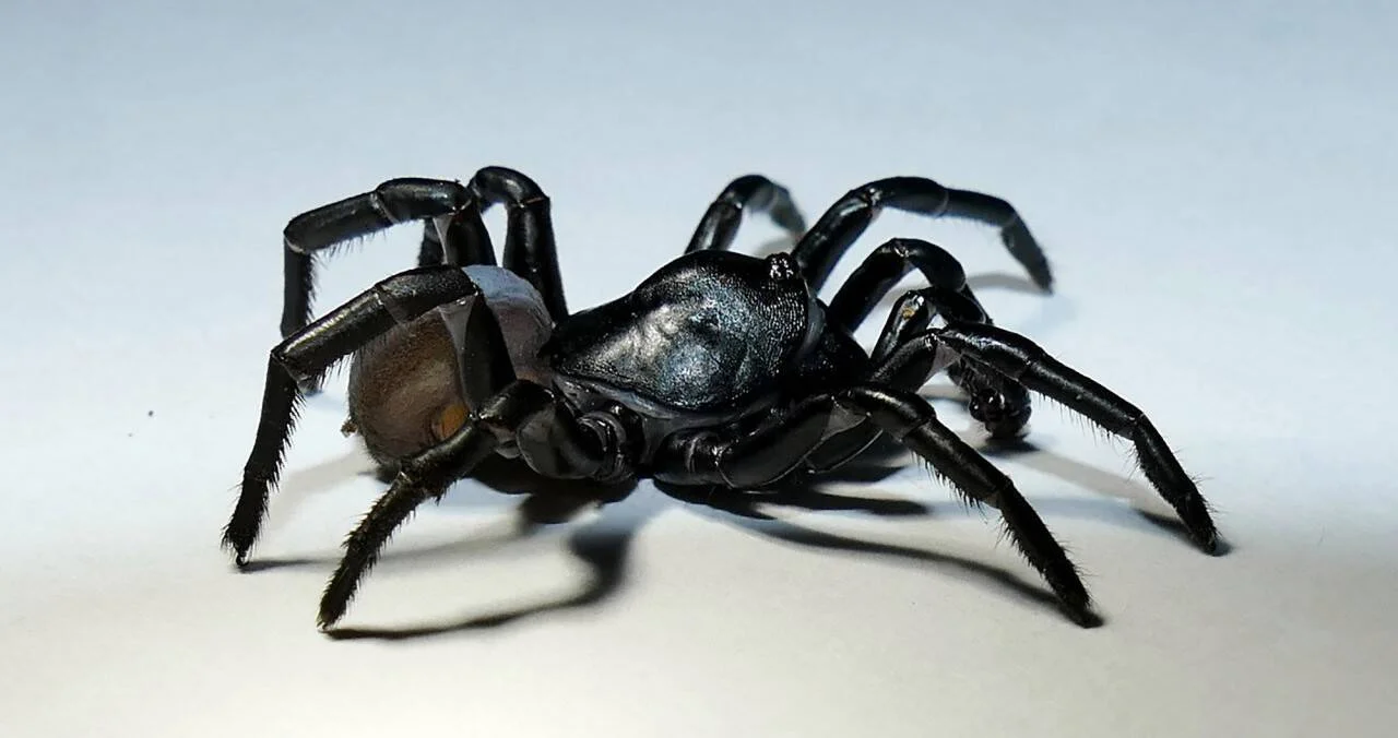 Araña de cuerpo negro brillante y ocho patas vista de frente sobre superficie blanca.