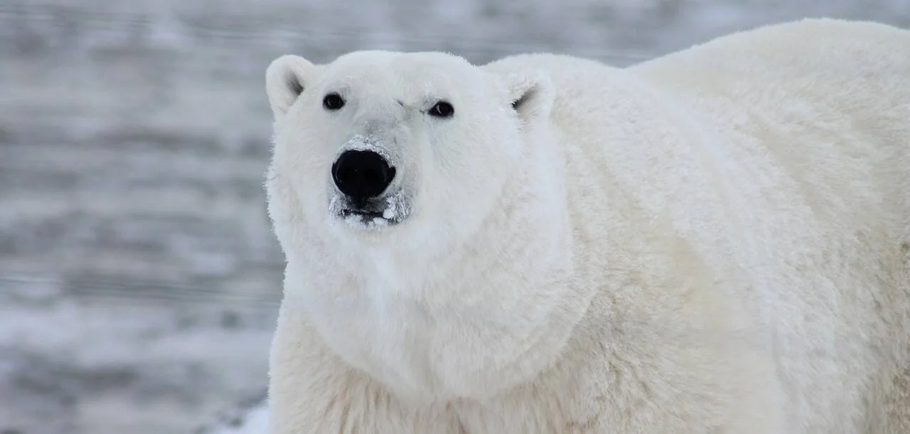Oso polar adulto con nieve en el hocico mirando a cámara en un entorno ártico.