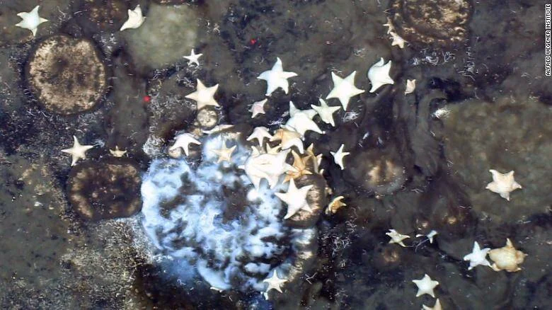Numerosas estrellas de mar blancas agrupadas sobre el fondo oscuro del océano, fotografiadas por el Instituto Alfred Wegener.