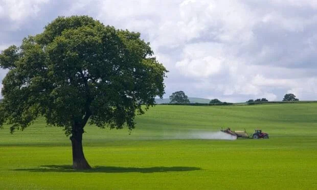Un tractor pulveriza pesticidas sobre un campo verde junto a un árbol solitario en zona rural.