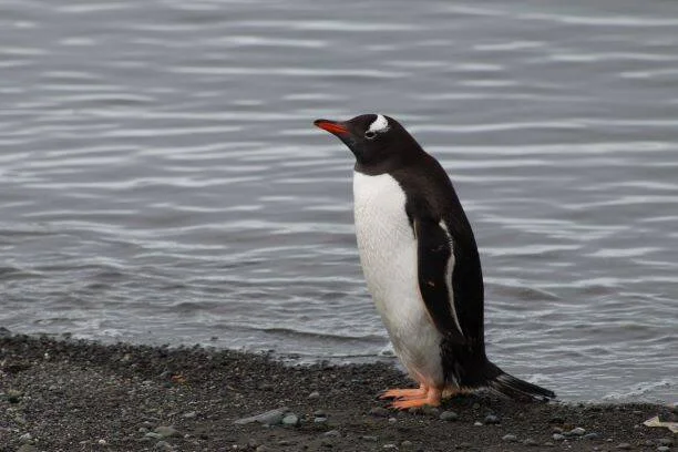 Pingüino papúa de pie en una playa de piedras oscuras junto al agua, con su característico pico naranja-rojo.