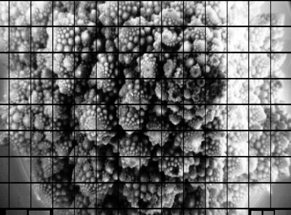 Vista en escala de grises de un brócoli romanesco con patrones fractales, superpuesta con una cuadrícula de líneas negras.