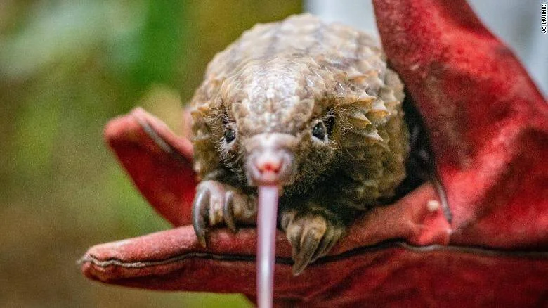Cría de pangolín con escamas visibles saca su larga lengua mientras descansa sobre un guante rojo.