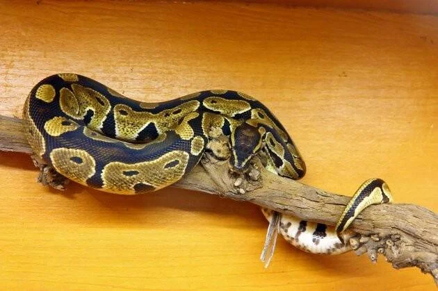 Pitón real con patrón negro y dorado enroscada sobre una rama, devorando otra serpiente más pequeña.