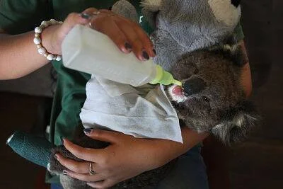 Una cuidadora sostiene y alimenta con biberón a un koala bebé envuelto en una tela blanca.