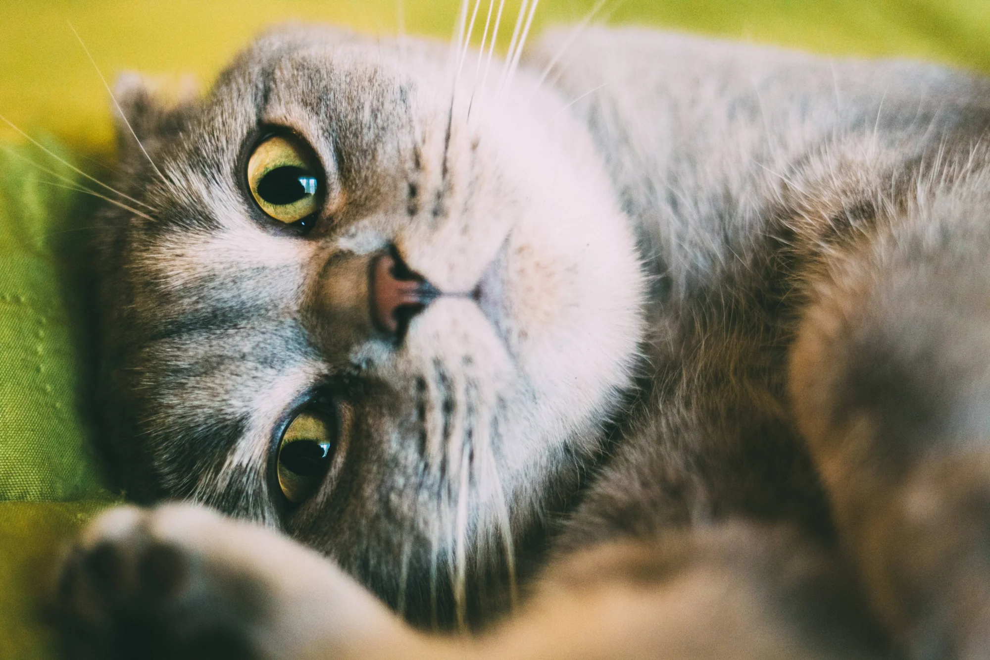 Gato gris de ojos amarillos tumbado boca arriba con expresión curiosa, fotografiado en primer plano.