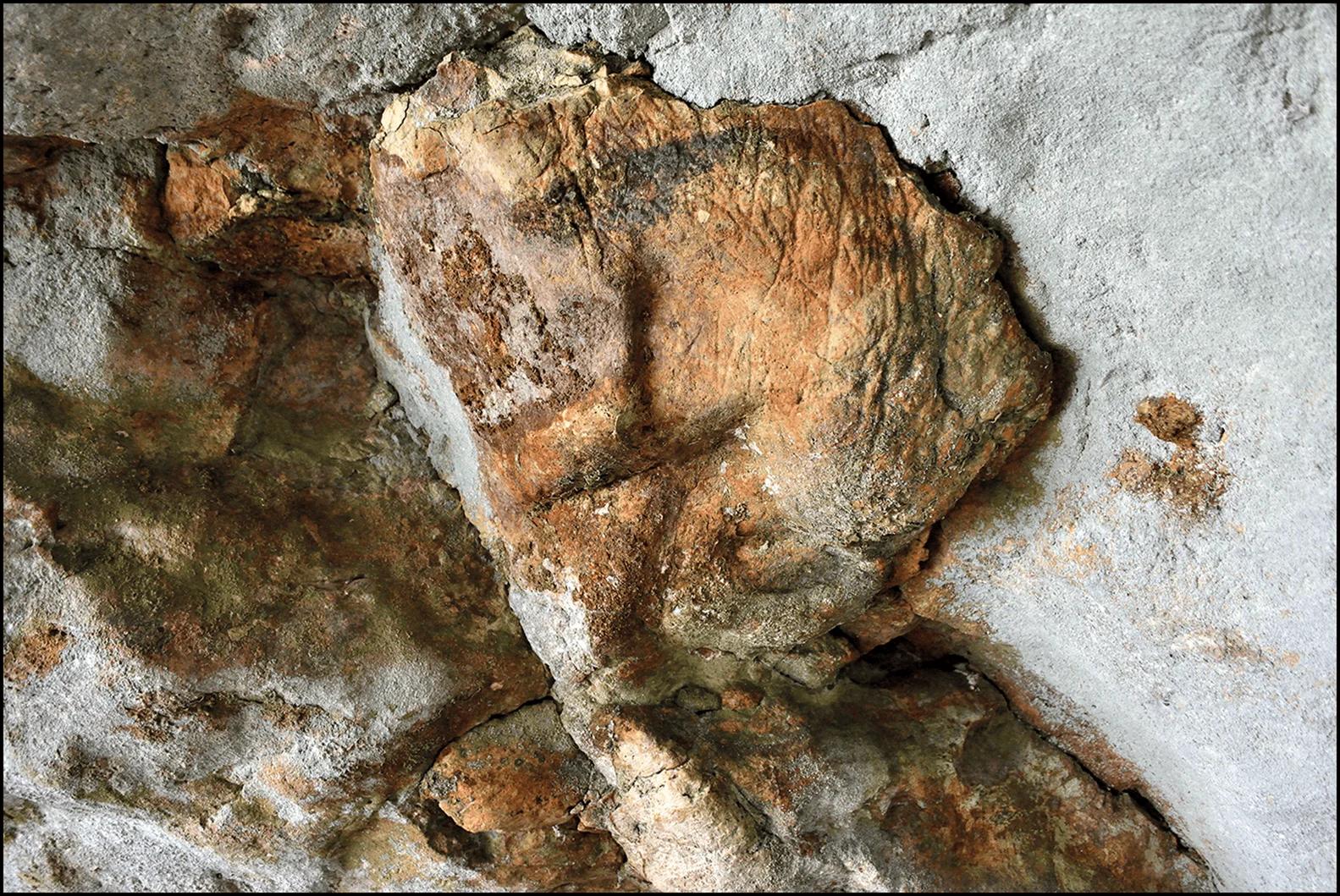 Fósil de tonos ocres y marrones incrustado en roca sedimentaria gris, con textura rugosa y superficie agrietada.