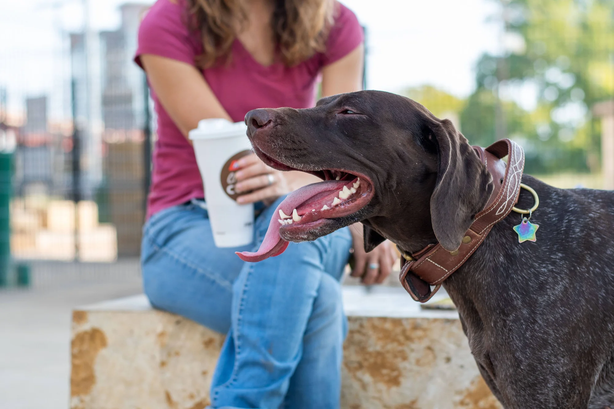 Perro de pelo corto marrón con collar de cuero y lengua afuera junto a una mujer sentada con café en un parque.