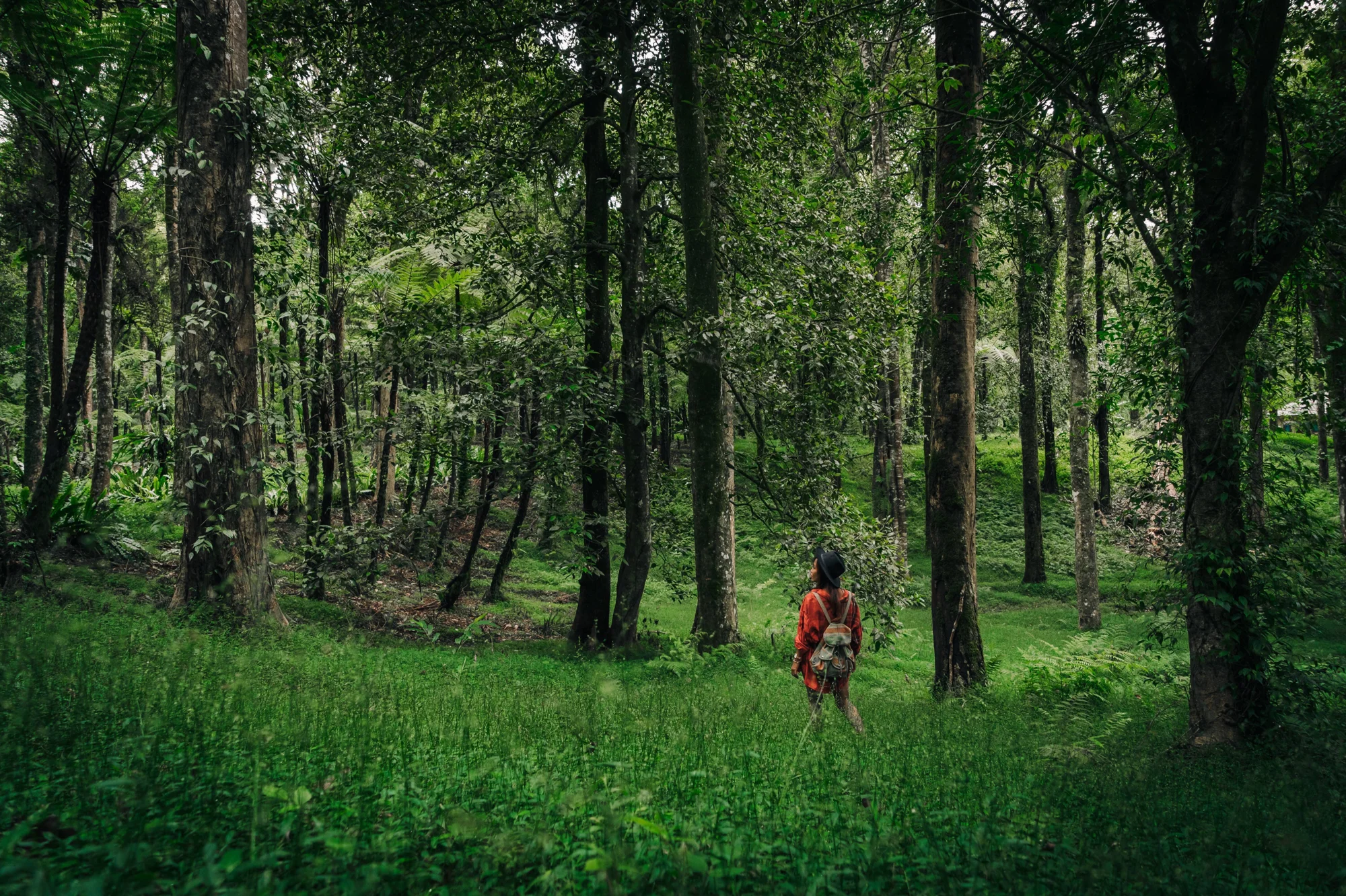 Una persona con ropa naranja y mochila camina entre árboles altos en un exuberante bosque tropical verde.
