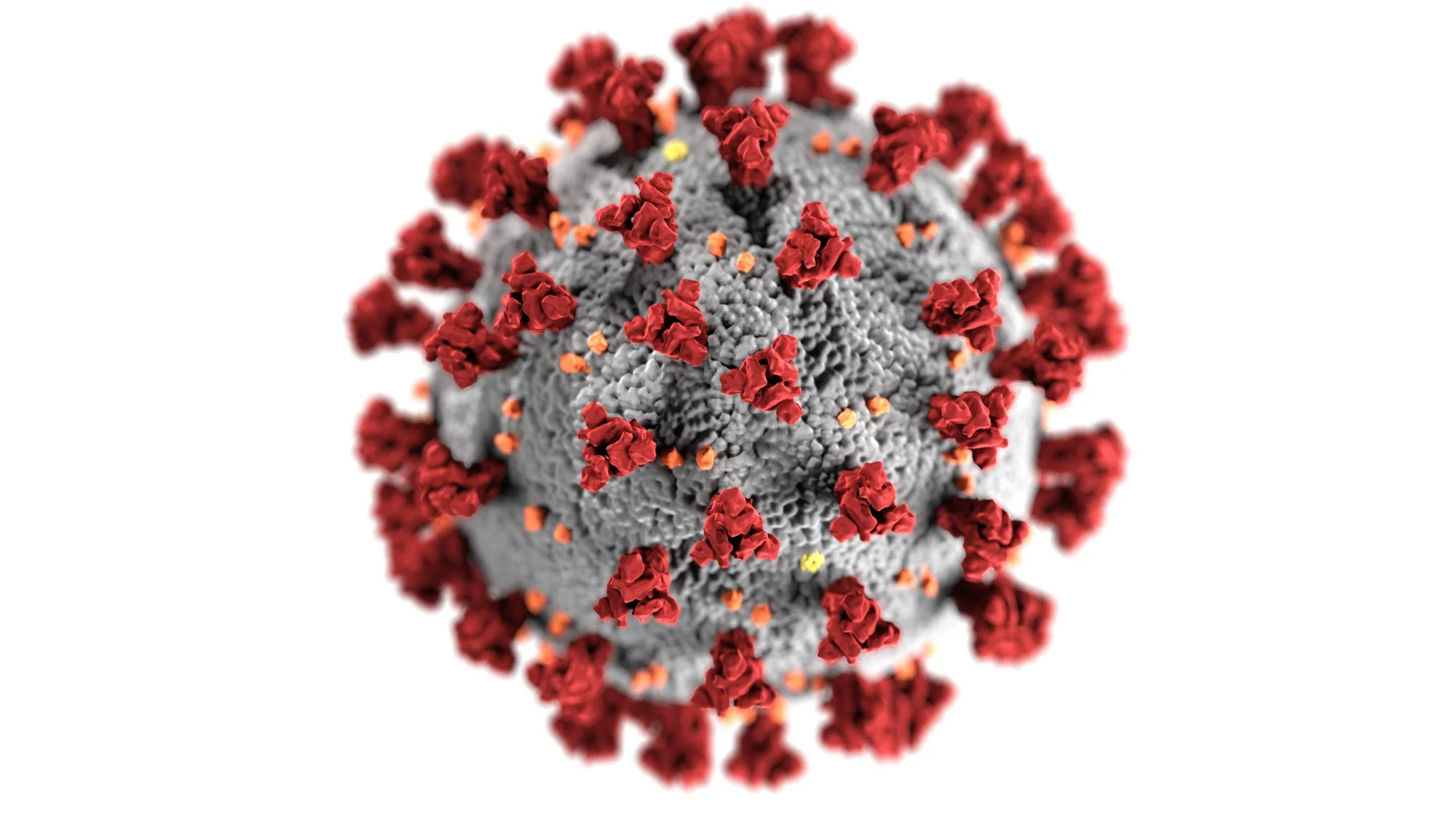 Representación tridimensional del coronavirus SARS-CoV-2 con sus características proteínas spike rojas sobre fondo blanco.