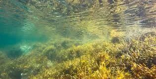 Pradera de algas y plantas marinas vista desde el fondo del mar con luz solar filtrándose desde la superficie.