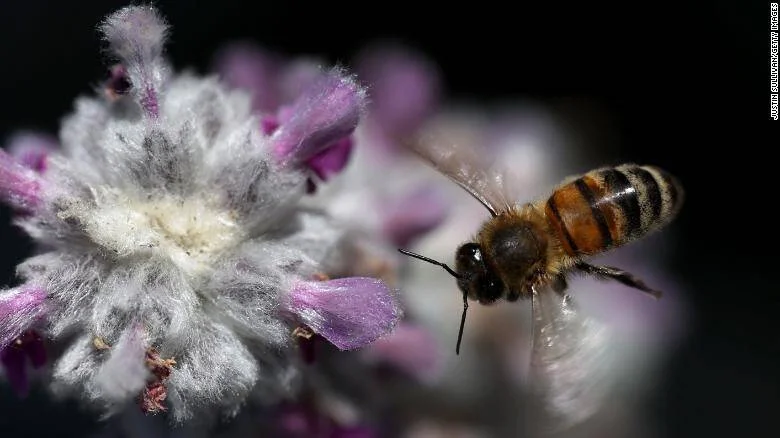Una abeja melífera vuela hacia una flor silvestre de pétalos lila y centro blanco esponjoso.