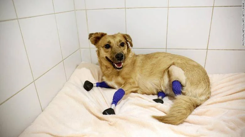 Perro dorado recostado en una camilla veterinaria con cuatro prótesis de patas de color azul y negro.