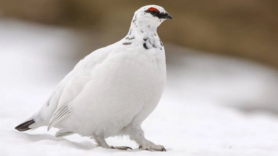 Perdiz nival con plumaje completamente blanco de invierno y carúncula roja sobre los ojos, posada en la nieve.