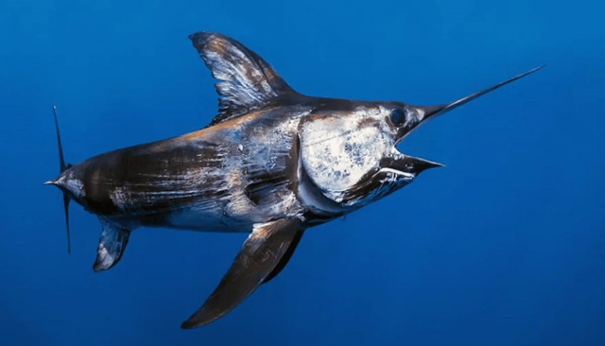 Pez espada con su característico rostro alargado nada en aguas oceánicas de color azul intenso.