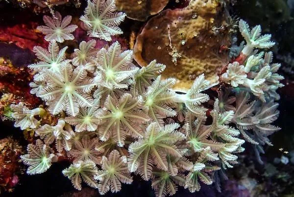 Colonia de coral blando con numerosos pólipos de tentáculos plumosos extendidos, fotografiada bajo el agua en un arrecife colorido.