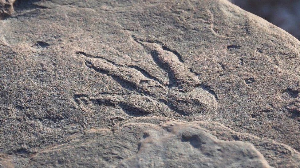 Huella tridáctila de dinosaurio preservada en una roca sedimentaria grisácea.