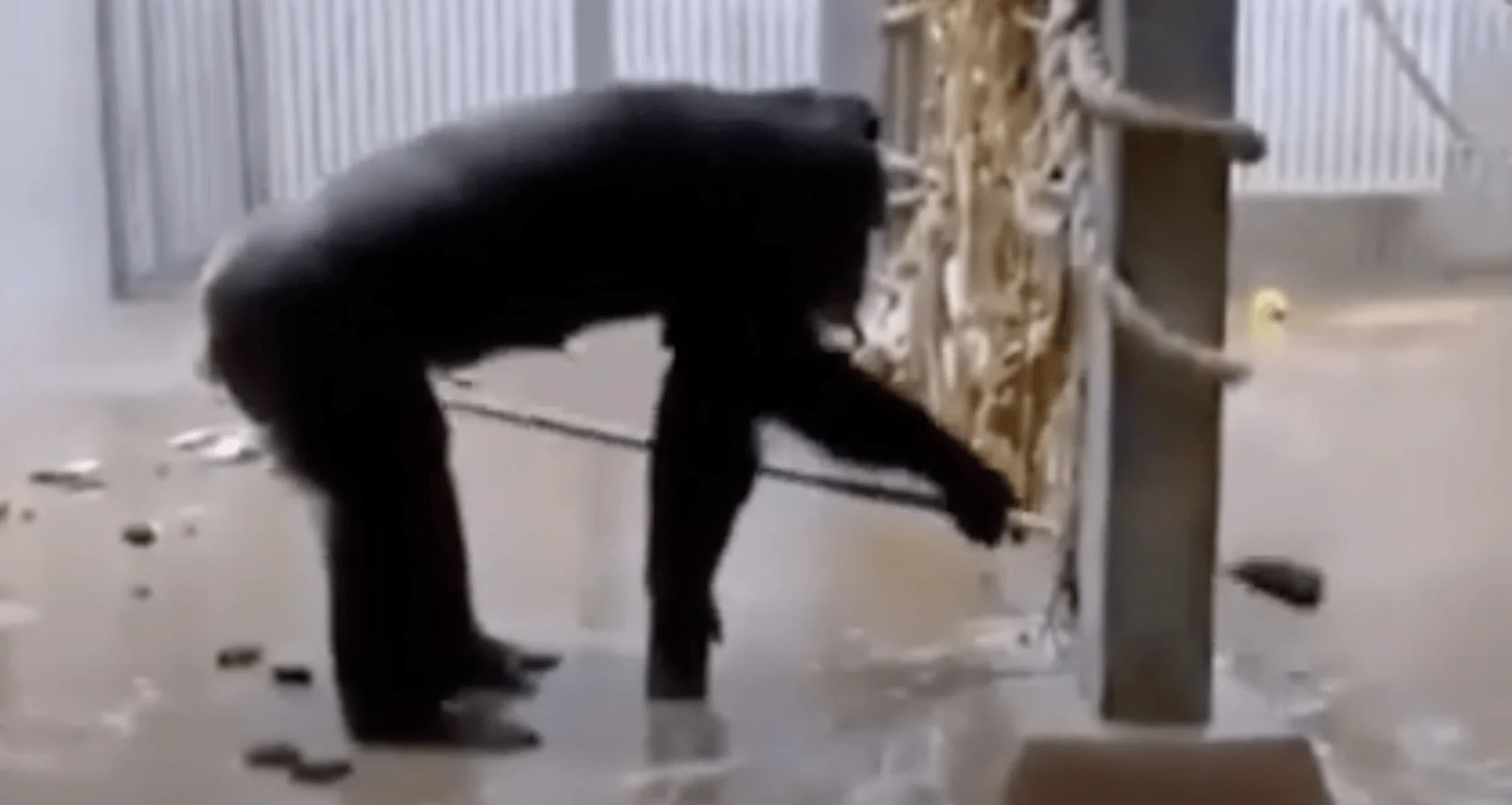 Un chimpancé de pelaje negro manipula con sus manos un objeto junto a una estructura de cuerdas dentro de un recinto de zoológico.