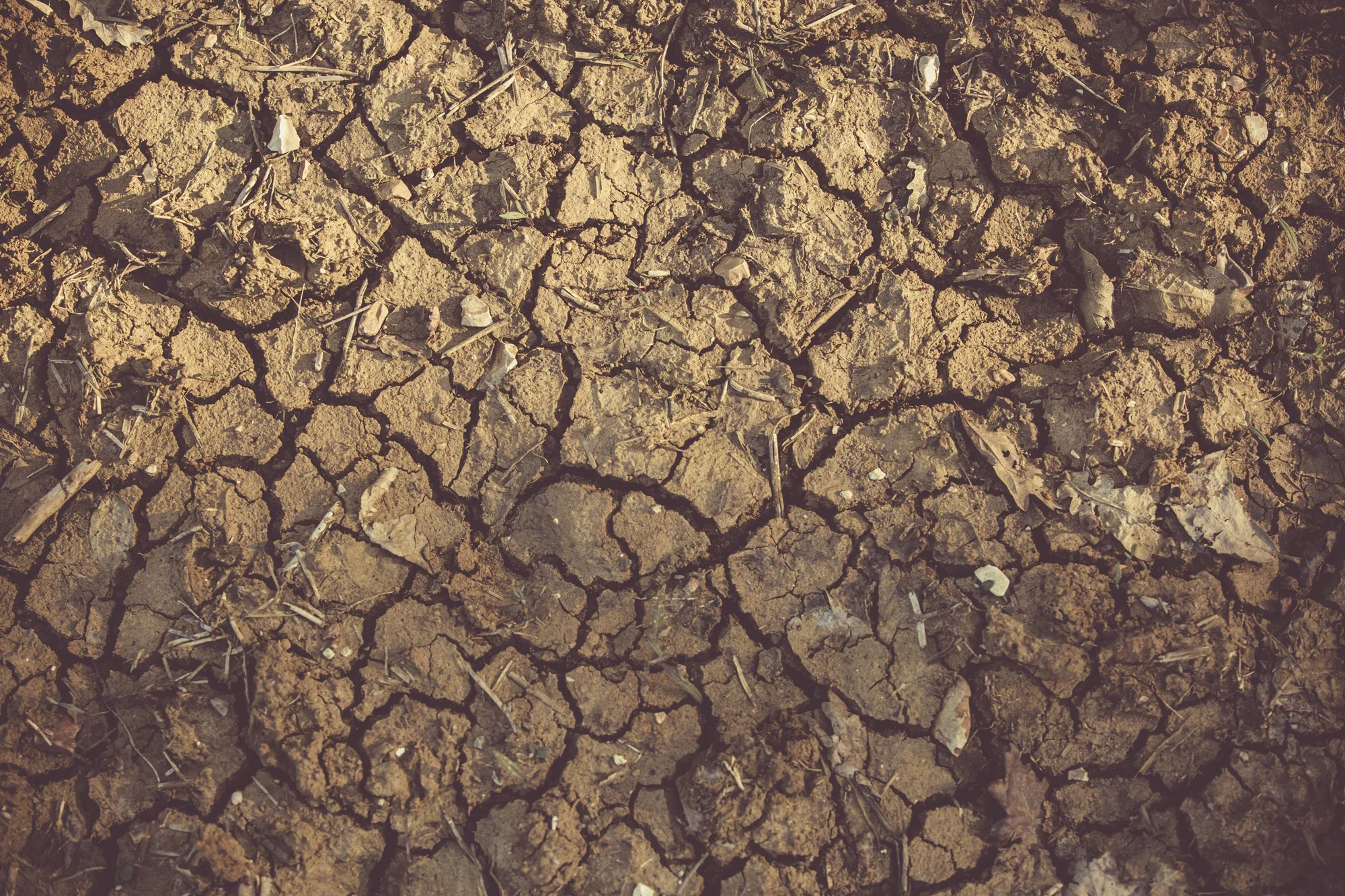 Tierra árida completamente reseca y cuarteada con profundas grietas, evidenciando una severa sequía.