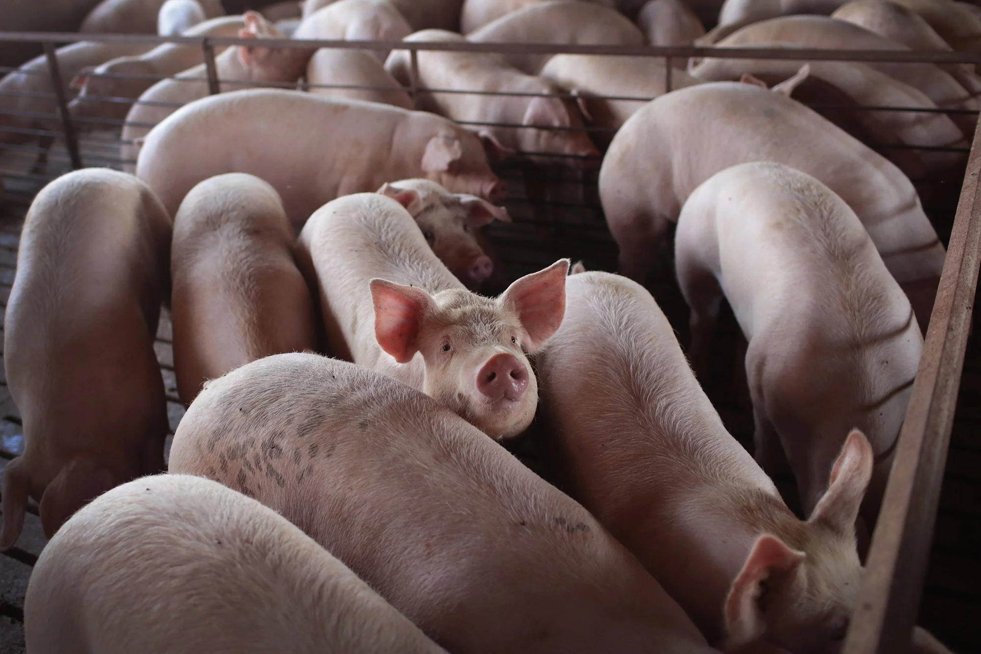 Numerosos cerdos rosados apiñados en un corral de granja industrial, con uno mirando directamente a la cámara.