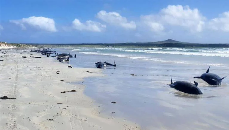 Decenas de ballenas piloto varadas a lo largo de una playa arenosa con el mar agitado al fondo.