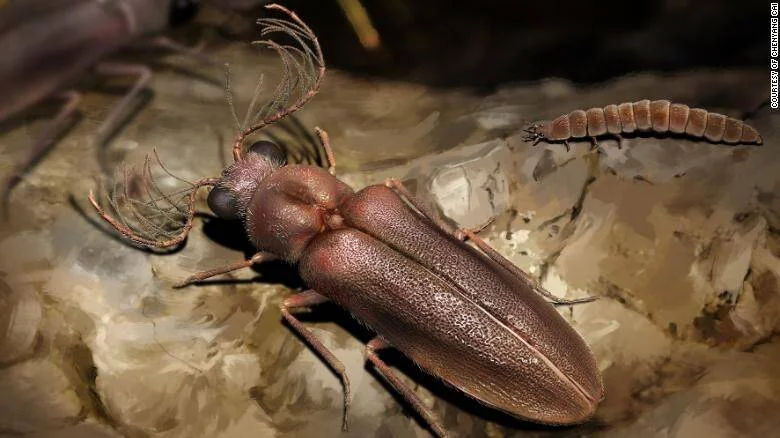 Reconstrucción artística de un escarabajo prehistórico con antenas plumosas junto a una larva segmentada sobre roca.