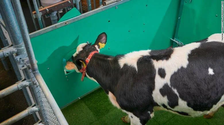 Vaca blanco y negro introduce su cabeza por una abertura en una pared verde para recibir alimento en un entorno experimental.