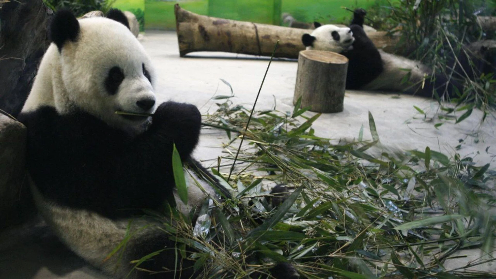 Dos pandas gigantes comen bambú en su recinto de cautiverio, uno en primer plano y otro al fondo.